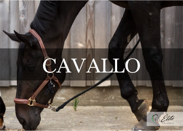 Selleria Élite del cavallo, vendita online articoli per il cavallo