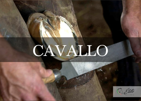 Selleria Élite del cavallo, vendita online articoli per il cavallo