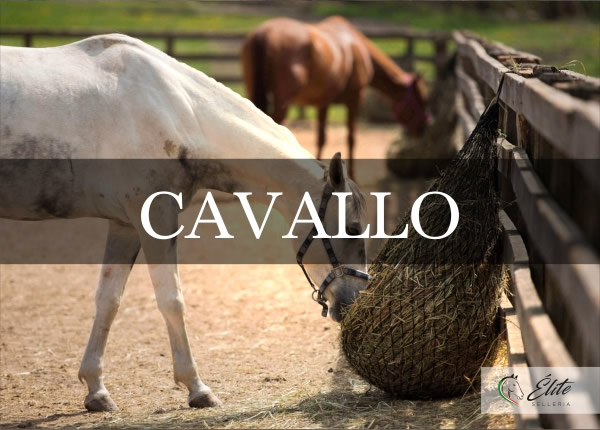 Selleria Élite del cavallo, vendita online articoli per il cavallo