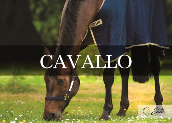 Selleria Élite del cavallo, vendita online articoli per il cavallo