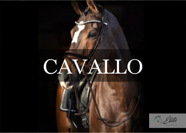 Selleria Élite del cavallo, vendita online articoli per il cavallo