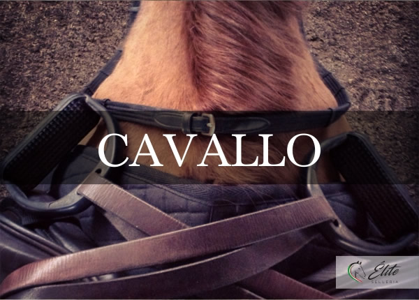 Selleria Élite del cavallo, vendita online articoli per il cavallo