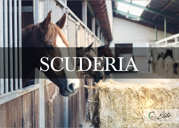 Selleria Élite del cavallo, vendita online articoli per la scuderia