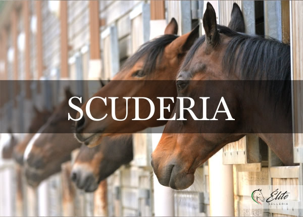 Selleria Élite del cavallo, vendita online articoli per la scuderia