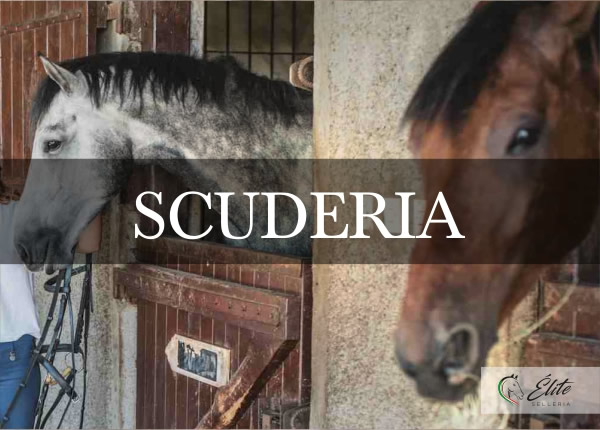 Selleria Élite del cavallo, vendita online articoli per la scuderia