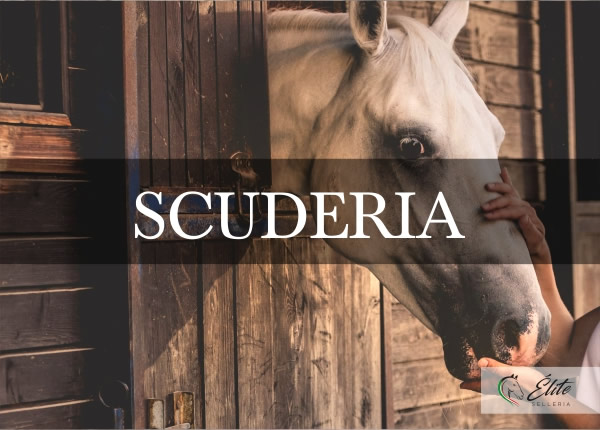 Selleria Élite del cavallo, vendita online articoli per la scuderia