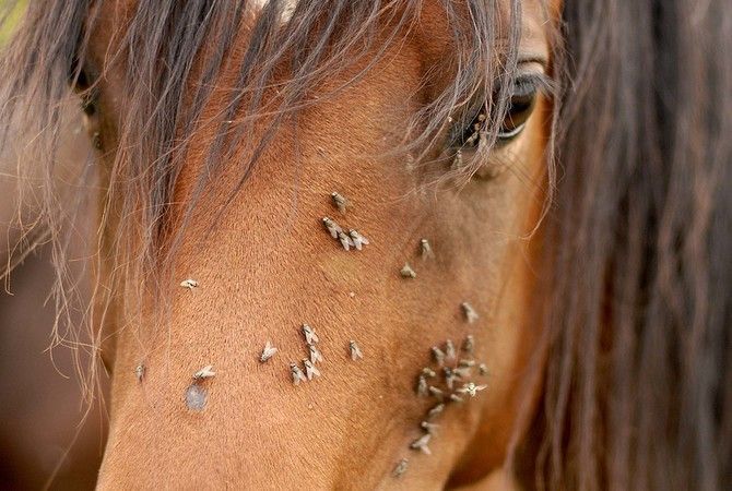 Come tenere lontane le mosche dai nostri cavalli