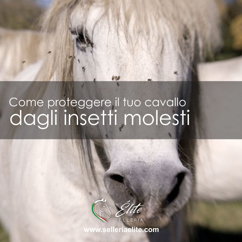 La guida definitiva come proteggere il tuo cavallo da mosche e altri insetti